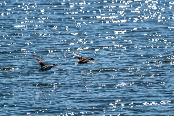 野生のアヒルが湖で水面を飛んでいる — ストック写真