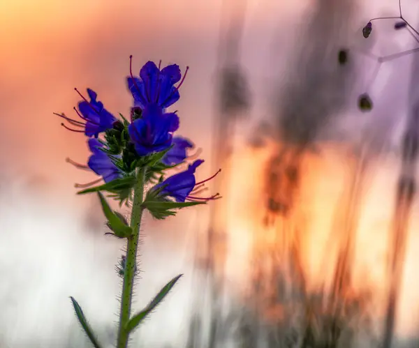 Violet Bloeiende Bloem Kleurrijke Lucht Achtergrond — Stockfoto