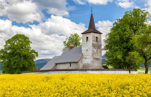 Régi Gótikus Templom All Saints Faluban Ludrova Szlovákiában Sárga Repcemező — Stock Fotó