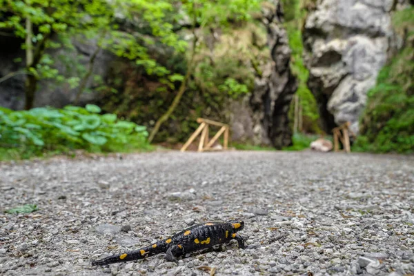 Salamandra Fogo Frente Formação Rochosa Chamada Devil Gate Vale Gaderska — Fotografia de Stock