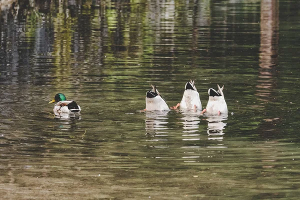 Synchronizowane Kaczki Nurkowe Jeziorze — Zdjęcie stockowe