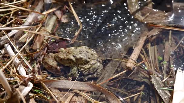 Att Para Grodor Vanlig Padda Bufo Bufo Vid Bakgrund — Stockvideo