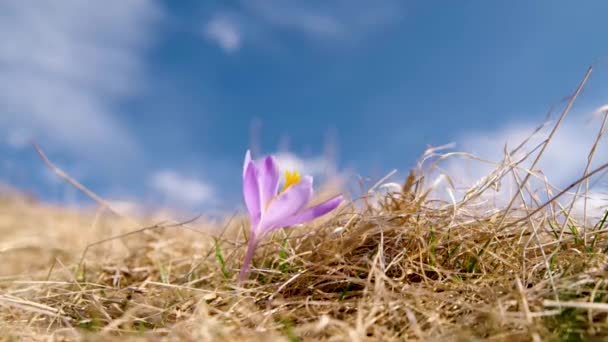 Violet Virágzó Crocus Virág Száraz Háttérrel Kék Háttérben — Stock videók