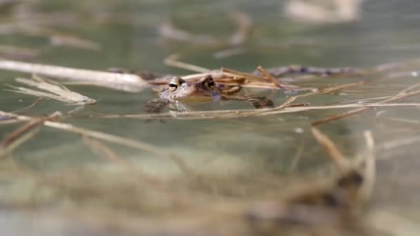 湖中的青蛙普通蛤蟆 Bufo Bufo — 图库视频影像