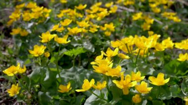 Bir sürü sarı çiçek açan Marigold otlakta.