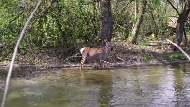 Doe Debout Dans Rivière Coulant Forêt — Video