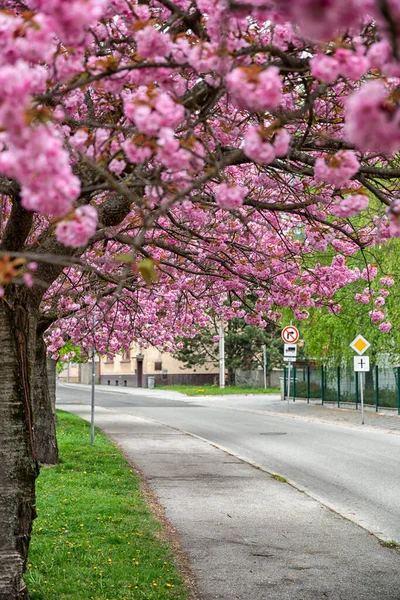 Cerejeira Florescente Primavera Cidade — Fotografia de Stock