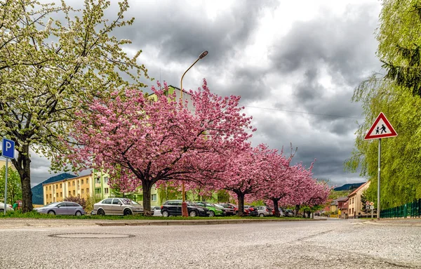 Ruzombekorea Slovakia 2020年5月3日 市内中心部の桜の開花 — ストック写真