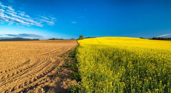 Half Plowed Field Wtih Dry Soil Half Cultivated Field Rapeseed — Stock Photo, Image