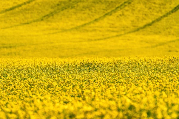 Rapsblüte Und Großes Gelbes Rapsfeld Voller Blüte — Stockfoto