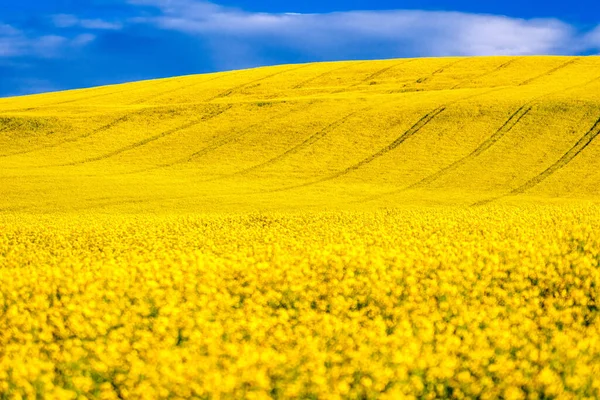 Kanola Çiçeği Mavi Gökyüzünde Sarı Kolza Tohumu Tarlası — Stok fotoğraf