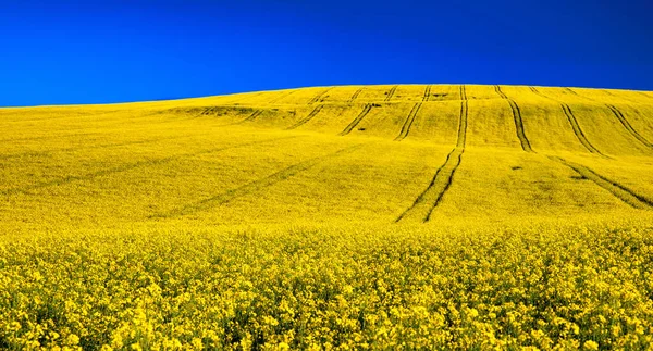 Geniş Sarı Tarım Kolza Tohumu Tarlası Çiçek Panoramasında — Stok fotoğraf