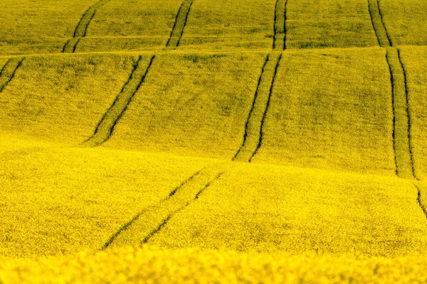 Geniş Sarı Tarımsal Kanola Kolza Tohumu Tarlası Çiçek Açtı — Stok fotoğraf