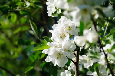 Arkaplanda parlak bir bahar güneşi ve mavi gökyüzü ile aydınlatılmış elma ağacı çiçeği.