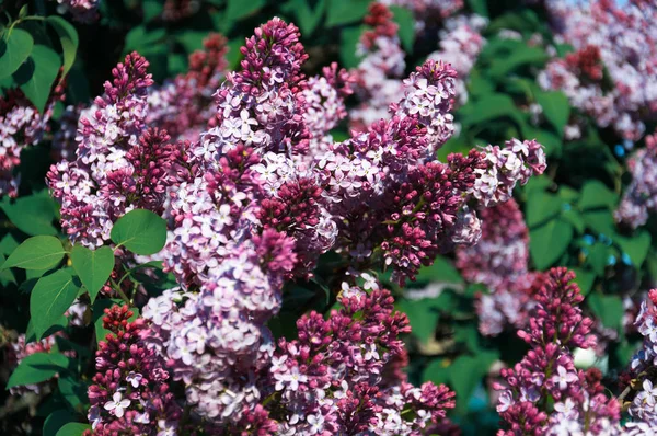 Yapraklı leylak çiçekleri. Bahar günü