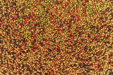 Büyük kahve fasulye variaty 