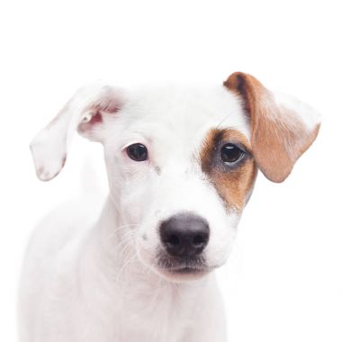 Jack Russell Teriyeri