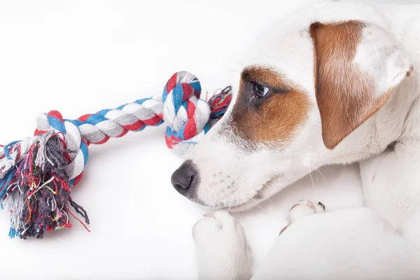 Triste y molesto perro — Foto de Stock