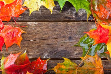 Akçaağaç yaprakları üzerinde mümkün