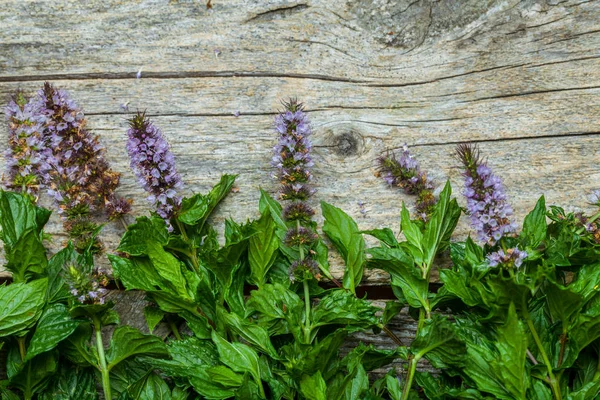 Masanın üzerine nane