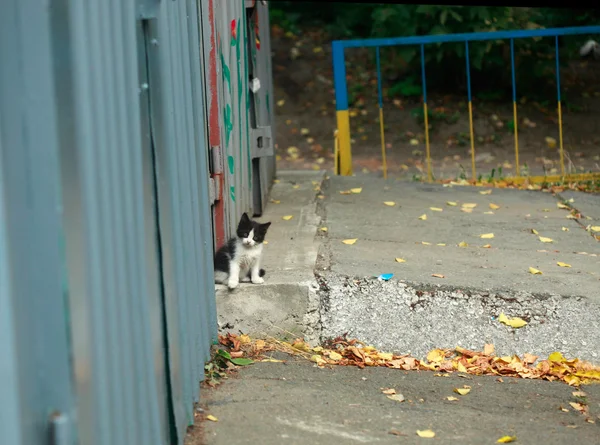 Lindo gatito littel sentado cerca del garaje — Foto de Stock