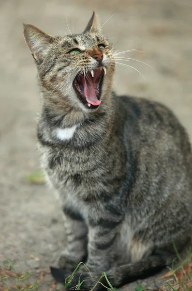 Randig gäspningar katt — Stockfoto