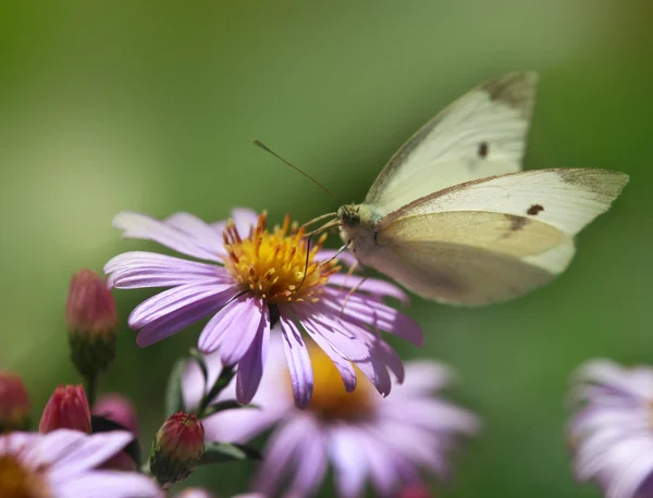 Schmetterling auf Blume sitzend — Stockfoto