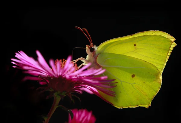 蝶の花に座って — ストック写真