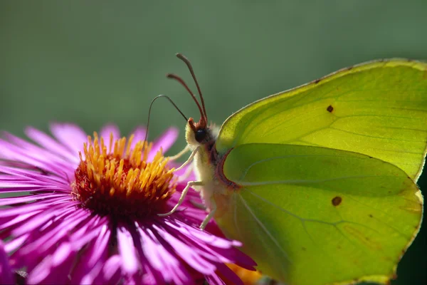 Butterfly sitting on flower — Stock Photo, Image