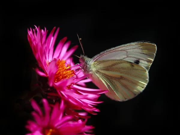 Schmetterling auf Blume sitzend — Stockfoto