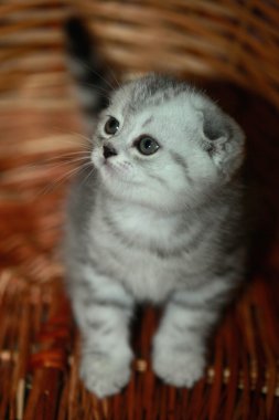 Lop-Eared gri kedicik