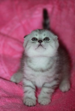 paket üzerinde Lop-Eared kedi