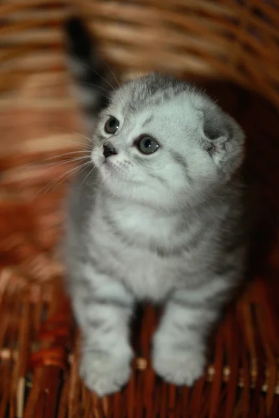 Lop-eared grey kitten — Stock Photo, Image