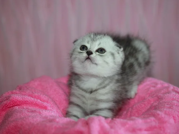 Lop-ear grey kitten — стоковое фото