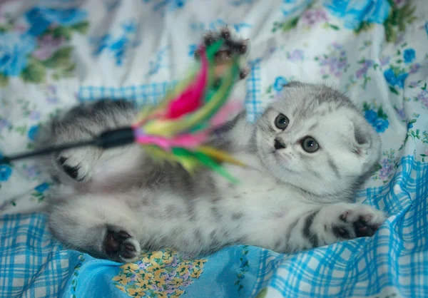 在毯子上的耳下的猫 — 图库照片