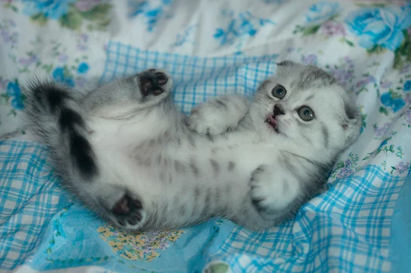 Lop-ear cat on blanket — стоковое фото