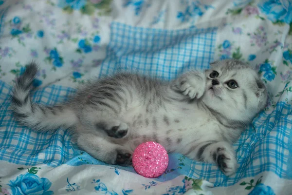 Schlappohr-Katze auf Decke — Stockfoto