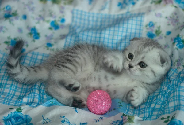 Lop-eared cat on blanket — Stock Photo, Image