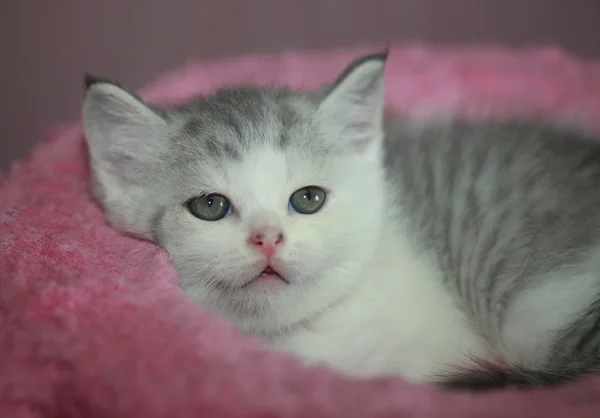 毯子上可爱的小猫 — 图库照片