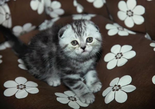 Schlappohr-Katze auf Decke — Stockfoto