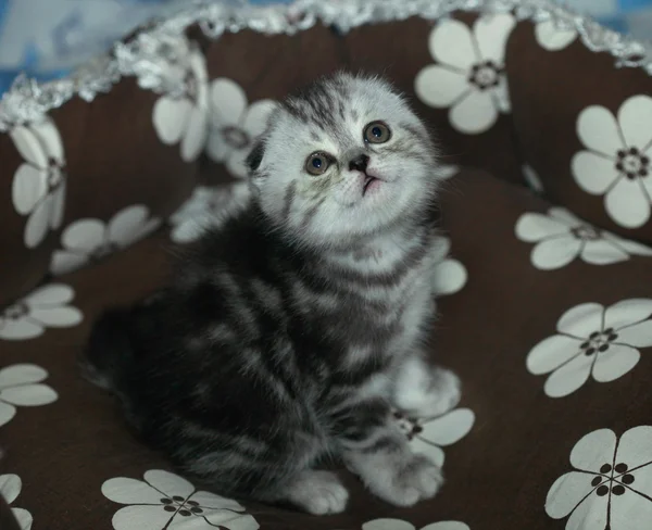 在毯子上的耳下的猫 — 图库照片