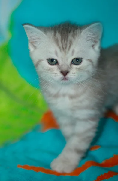 Aranyos cica takaró — Stock Fotó