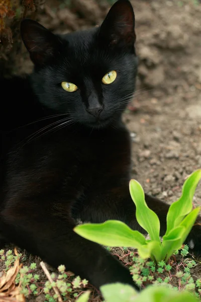 Чорний кіт в саду — стокове фото