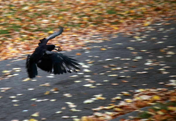 Raven carrying nut — Stock Photo, Image