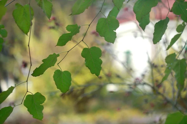 Colorful fall leaves — Stock Photo, Image