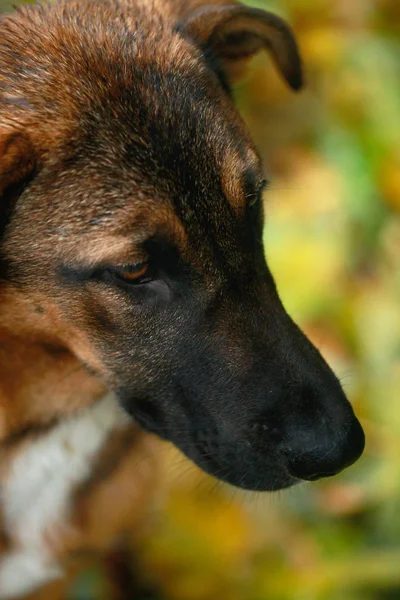 portrait of dog