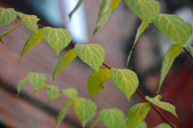Renkli sonbahar yaprakları