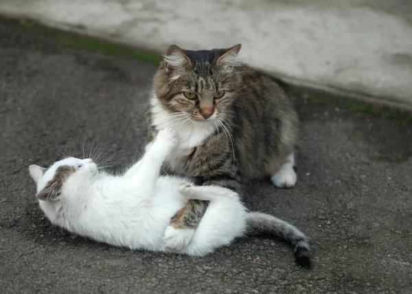 Due gatti che giocano — Foto Stock