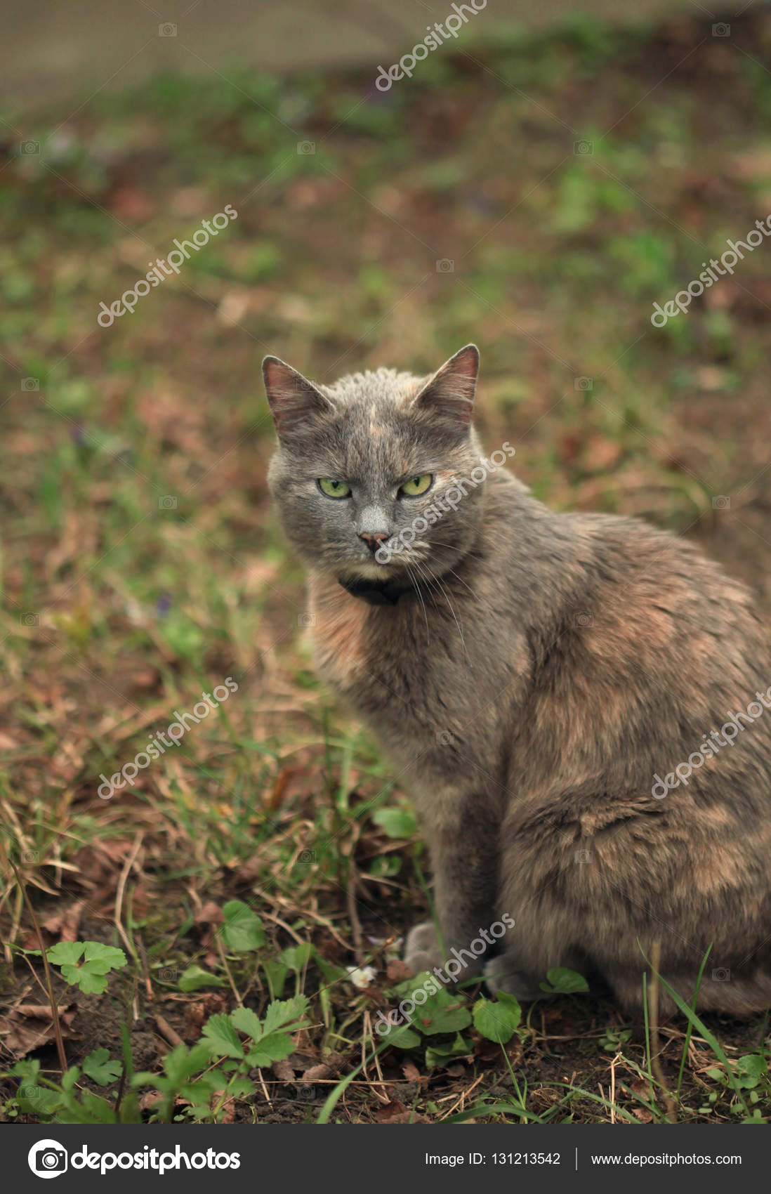 Carino Gatto Grigio Foto Stock Olena2552 131213542