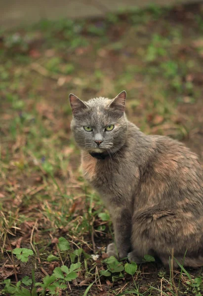 Şirin Gri kedi — Stok fotoğraf